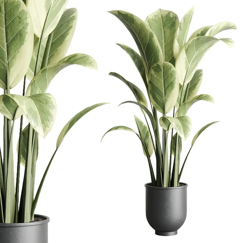 现代绿植盆栽