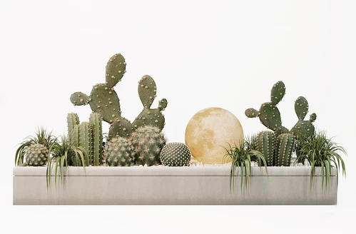 现代仙人掌植物景观