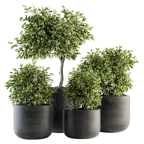 现代植物盆栽