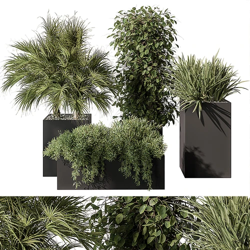 现代植物盆栽