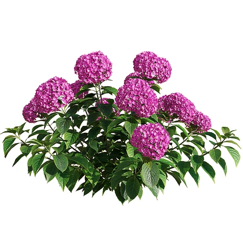 Hydrangea 现代户外绿植花草
