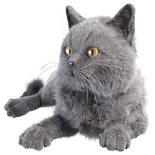灰猫