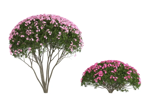 杜鹃花灌木