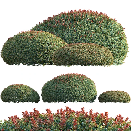 现代灌木植物球