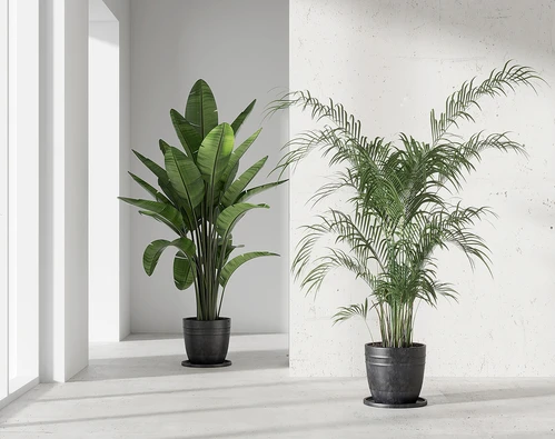 现代绿植盆栽