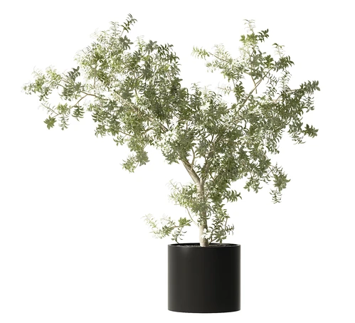 现代植物盆栽