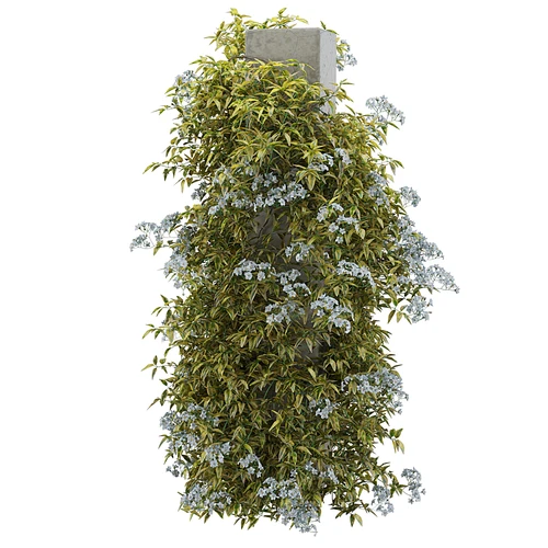 Solanum 现代户外绿植