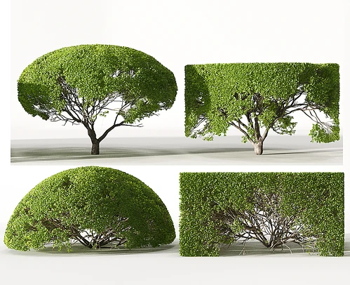 现代园林植物矮树