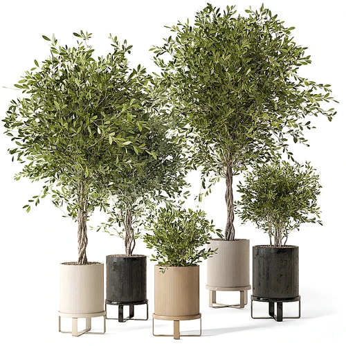 现代植物盆栽
