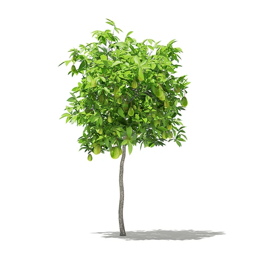 现代水果树