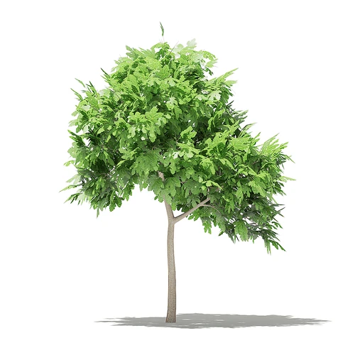 现代果树
