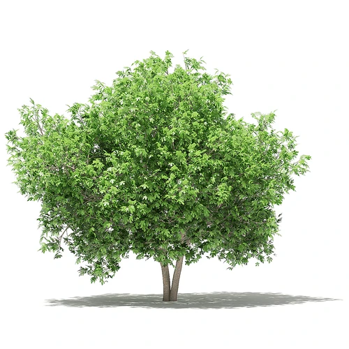 现代果树景观植物树