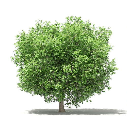 现代果树