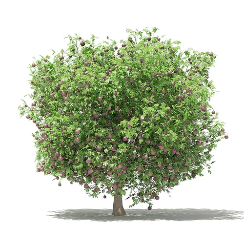 现代果树
