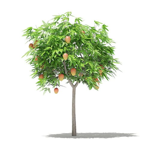 现代芒果树
