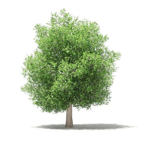 现代果树
