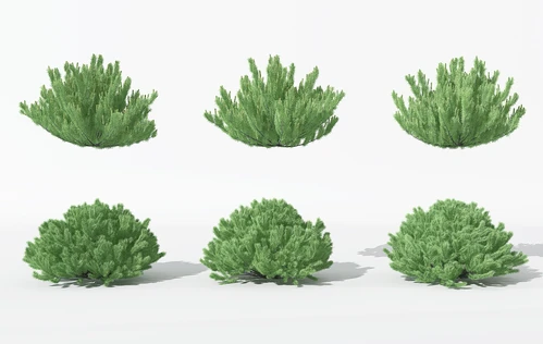 现代景观植物灌木