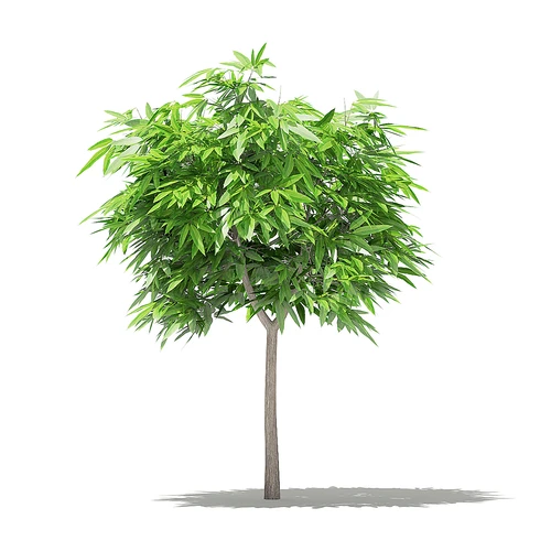 现代芒果树