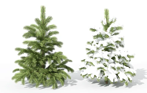 现代景观植物树