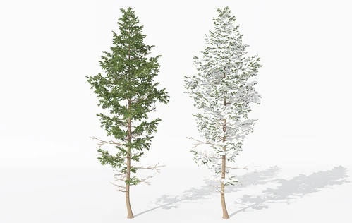 现代景观植物树
