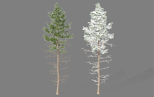 现代景观植物树
