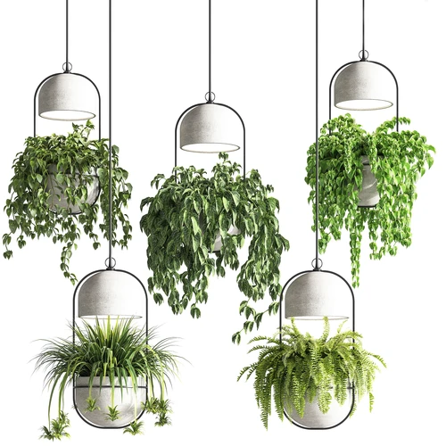indoor现代植物盆栽