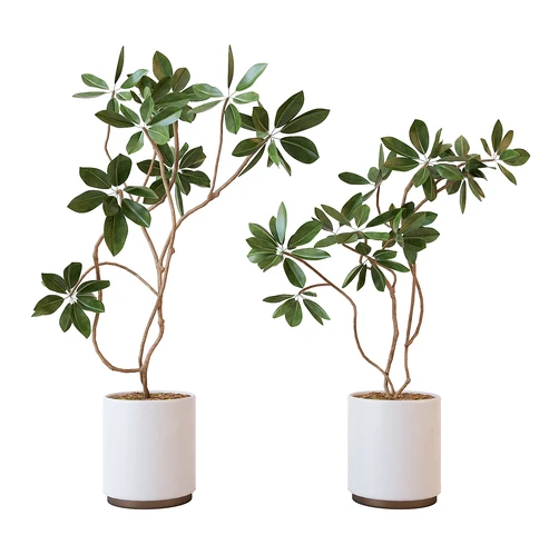 现代绿植盆栽