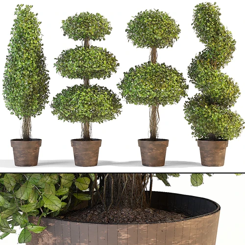 decorative trees 现代造型盆栽