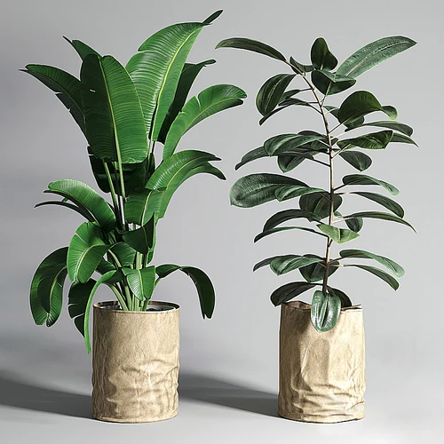 现代植物盆栽