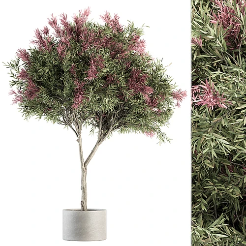 现代植物盆栽