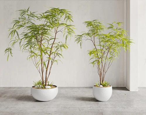 凤尾竹绿植盆栽