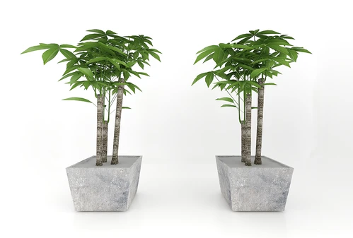 现代风格植物