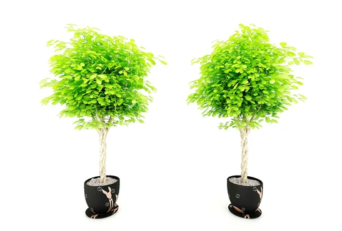 现代风格植物