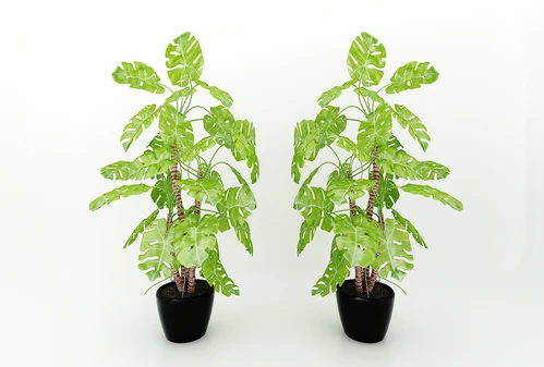 现代风格植物