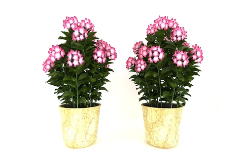 现代风格植物