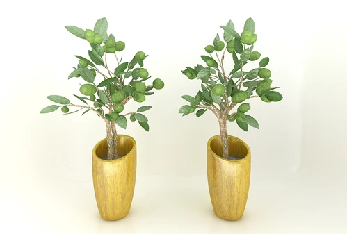 现代风格植物