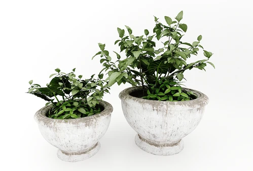 现代风格植物
