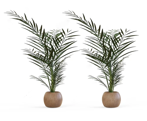 现代植物盆栽