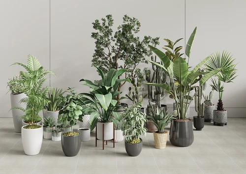 现代盆栽植物
