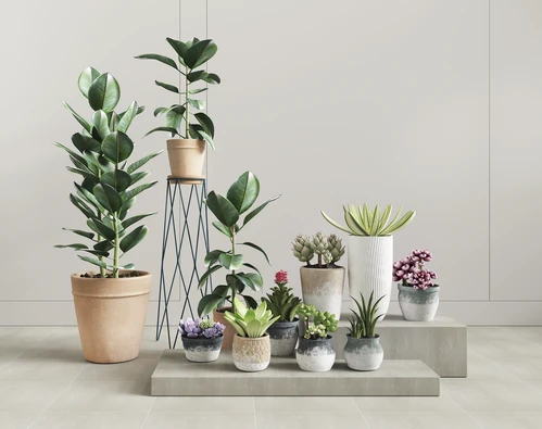 现代盆栽植物