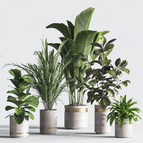 现代芭蕉绿植盆栽