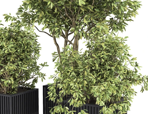 现代绿植盆栽组合