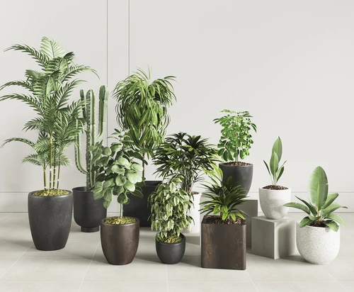 现代盆栽植物
