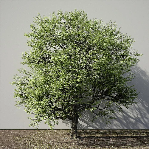 树