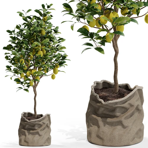 植物盆栽