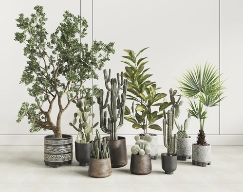 现代盆栽植物