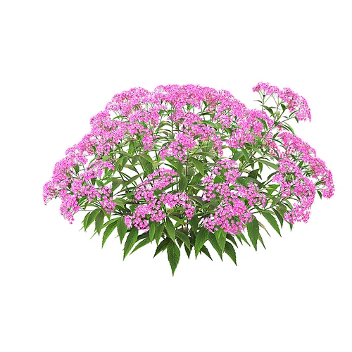 Spiraea现代庭院花草
