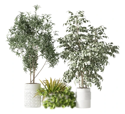 现代植物盆栽