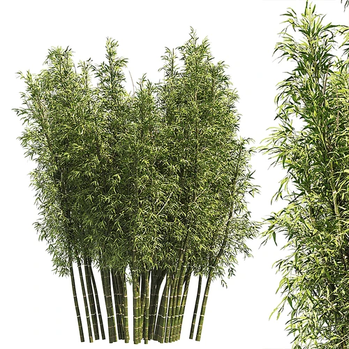 现代竹子植物盆栽