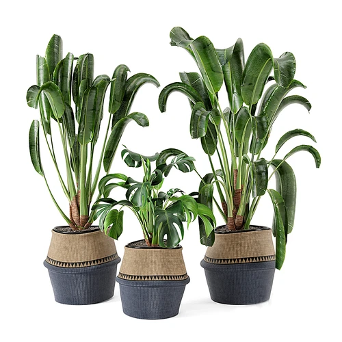 现代盆栽植物